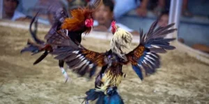 Chinh Phục Đá Gà Sabong 789Bet Với Thưởng Lớn Hôm Nay